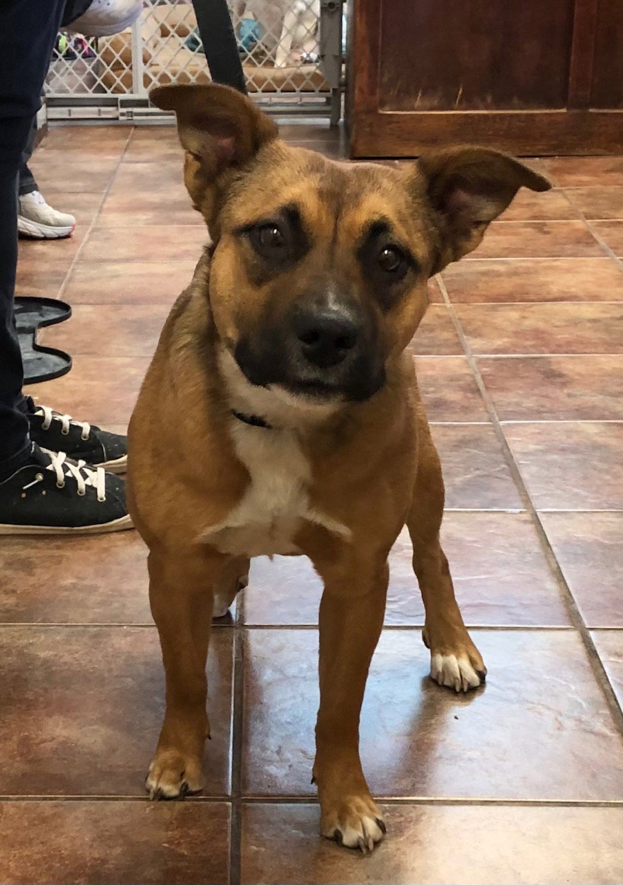 Dog adoption in Amarillo, TX 79119 Black Mouth Cur / Australian Cattle
