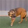 adoptable Dog in amarillo, TX named Harlan