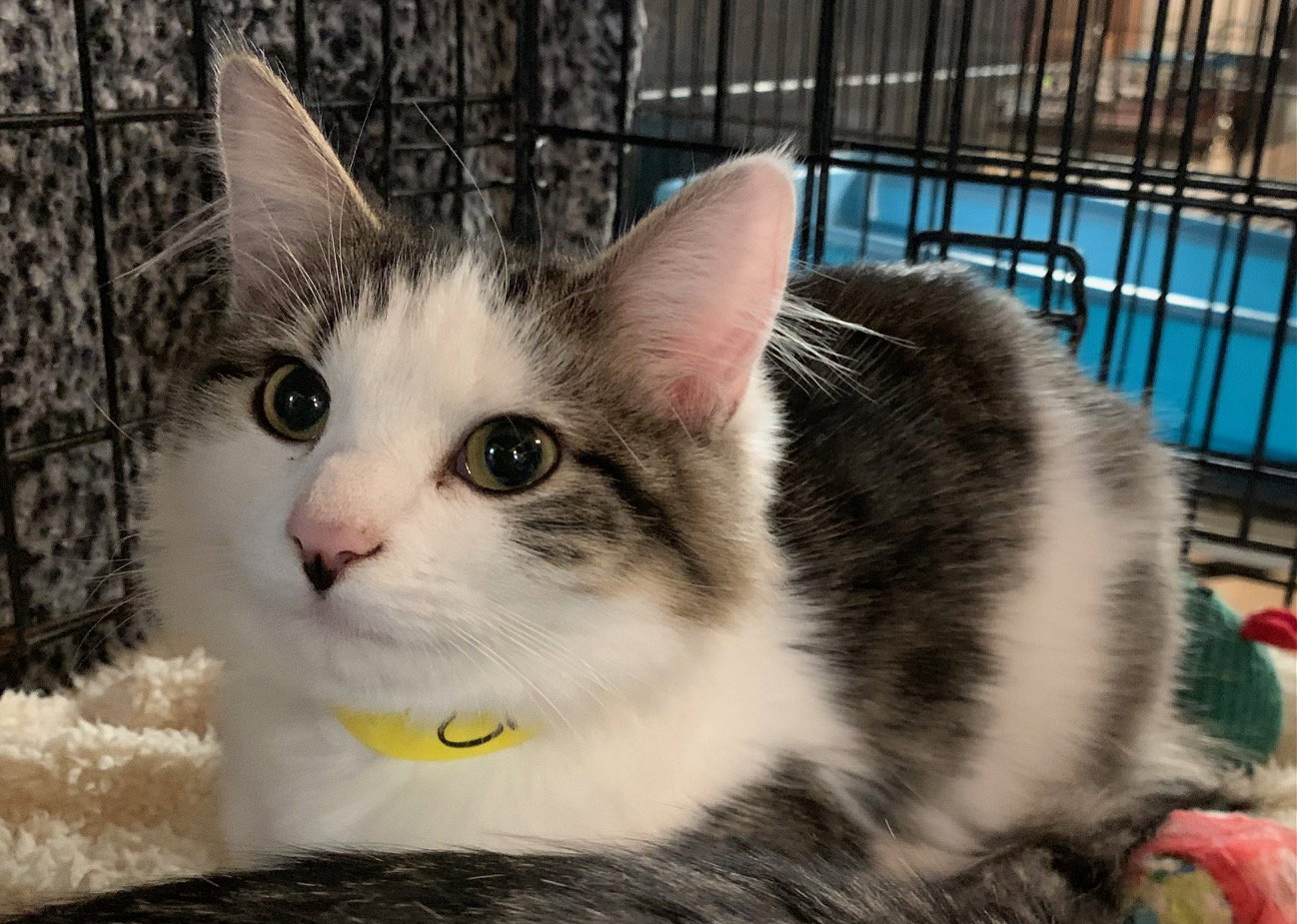 Cat adoption in Amarillo, TX 79119 Domestic Medium Hair (medium coat