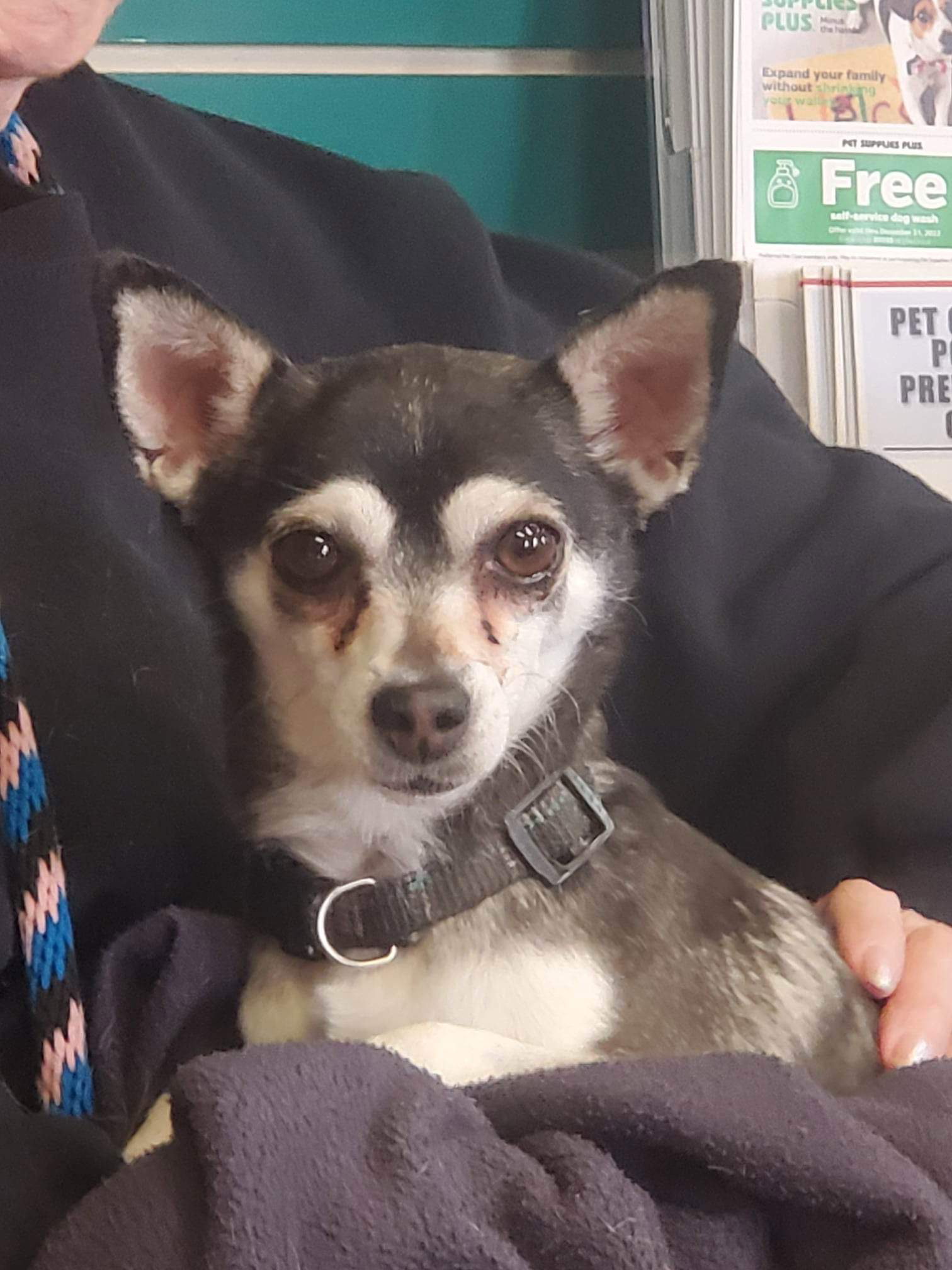 Dog adoption in Amarillo, TX 79119 Chihuahua (short coat) Dog "Gizmo"