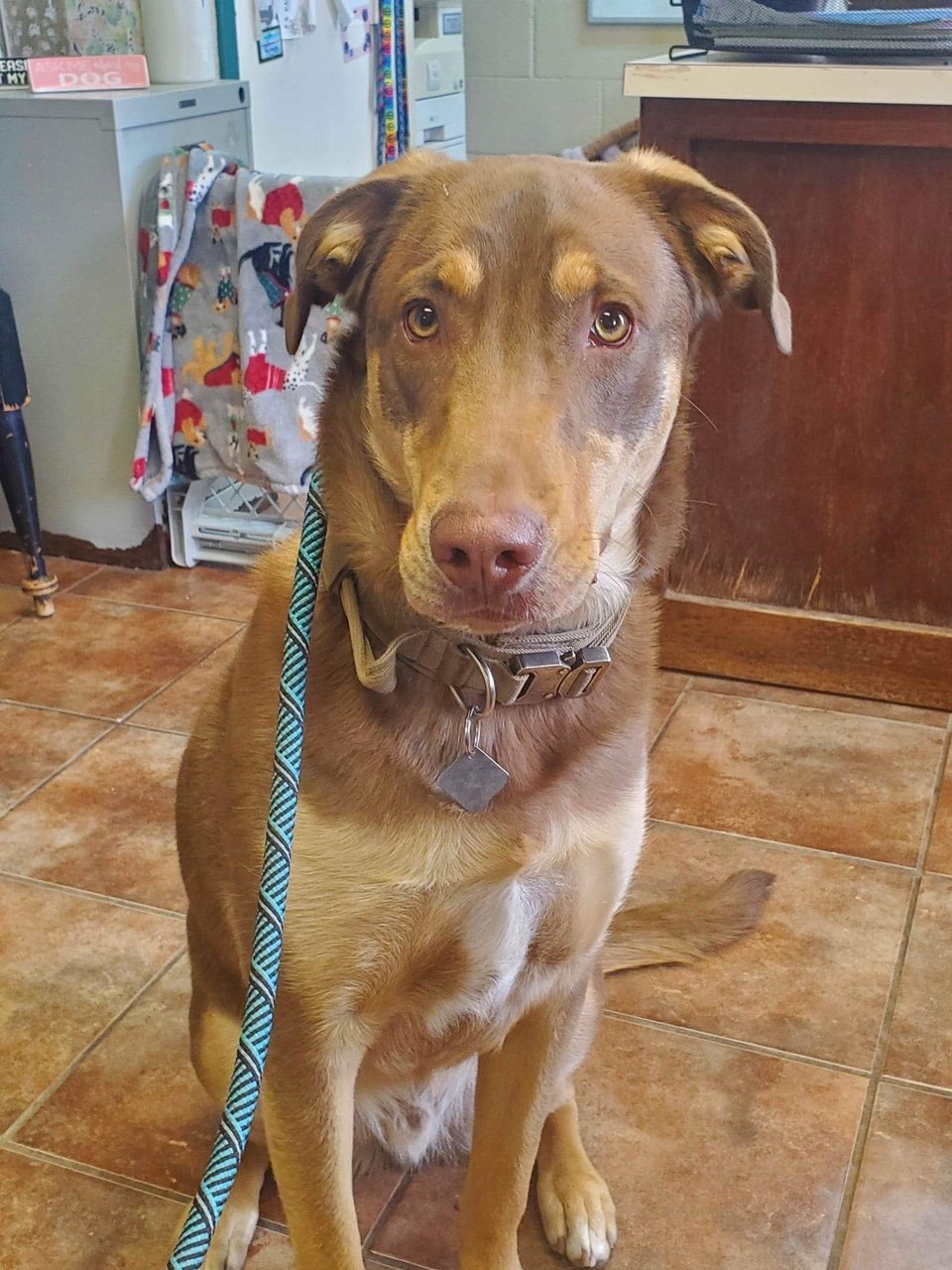 adoptable Dog in Amarillo, TX named Rufus Augustus