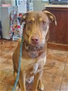 adoptable Dog in amarillo, TX named Rufus Augustus