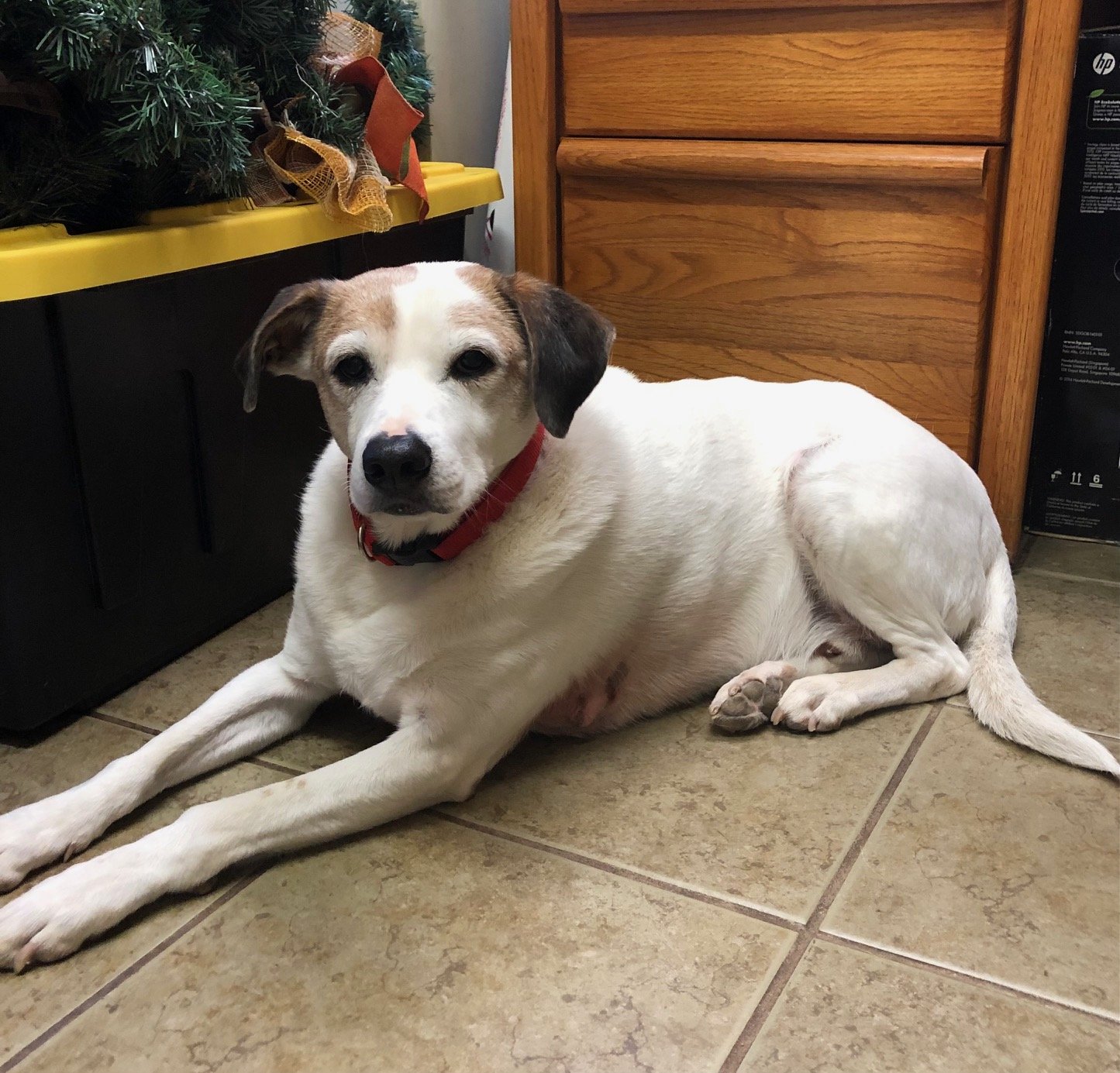 adoptable Dog in Amarillo, TX named Jax
