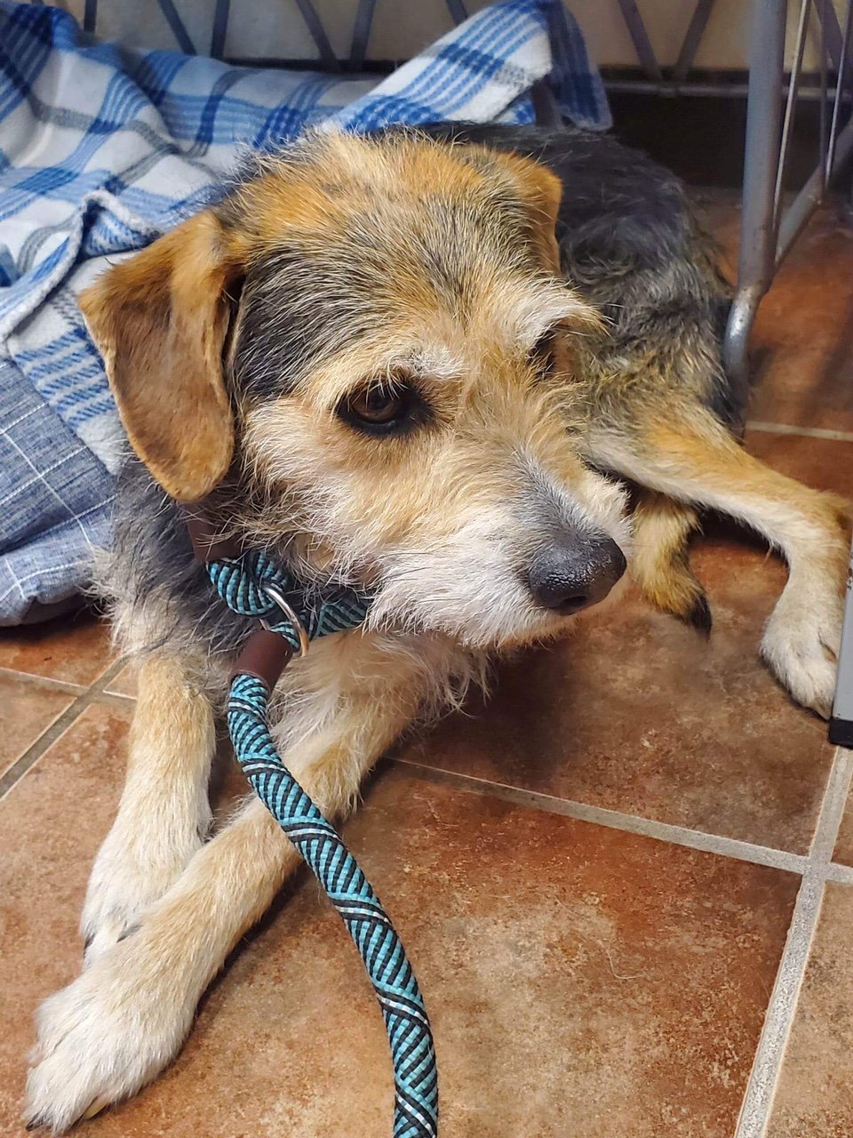 adoptable Dog in Amarillo, TX named Ranger