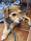 adoptable Dog in amarillo, TX named Ranger