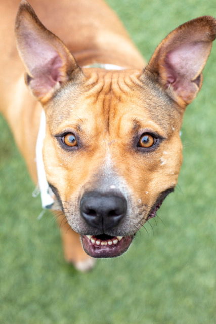 adoptable Dog in Amarillo, TX named Cookie