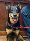 adoptable Dog in amarillo, TX named Nova