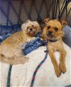 adoptable Dog in amarillo, TX named Sansa & Bear