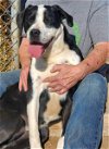 adoptable Dog in amarillo, TX named Poppy