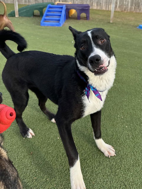 adoptable Dog in Amarillo, TX named Violet