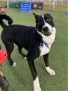 adoptable Dog in amarillo, TX named Violet