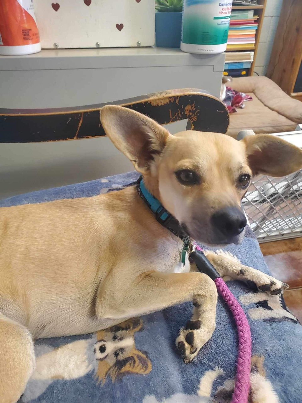 adoptable Dog in Amarillo, TX named Archie