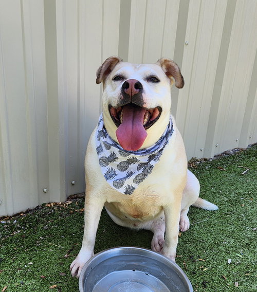COCONUT - Pit Bull Terrier available for adoption