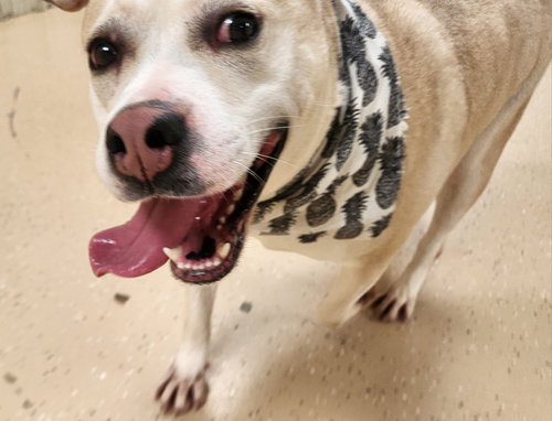 COCONUT - Pit Bull Terrier available for adoption