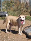 adoptable Dog in Amarillo, TX named Coconut