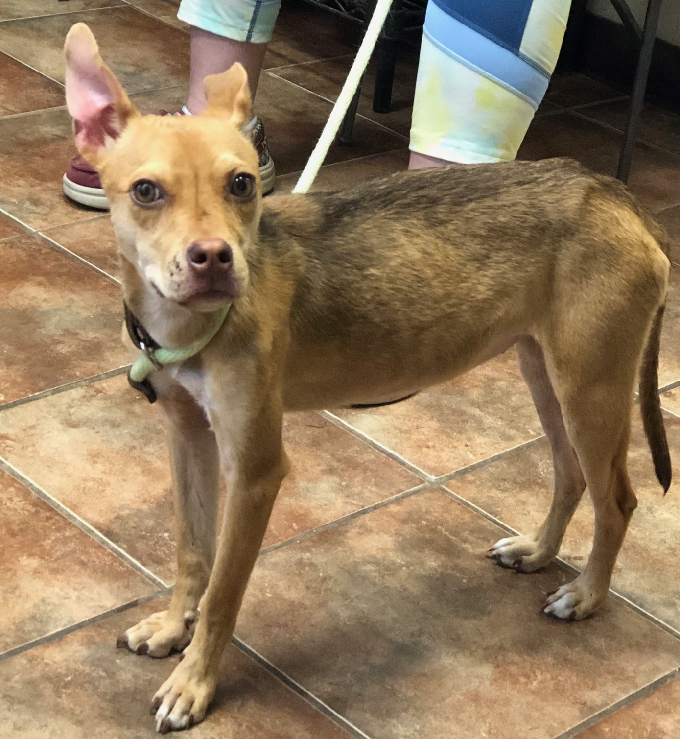 adoptable Dog in Amarillo, TX named Fawn