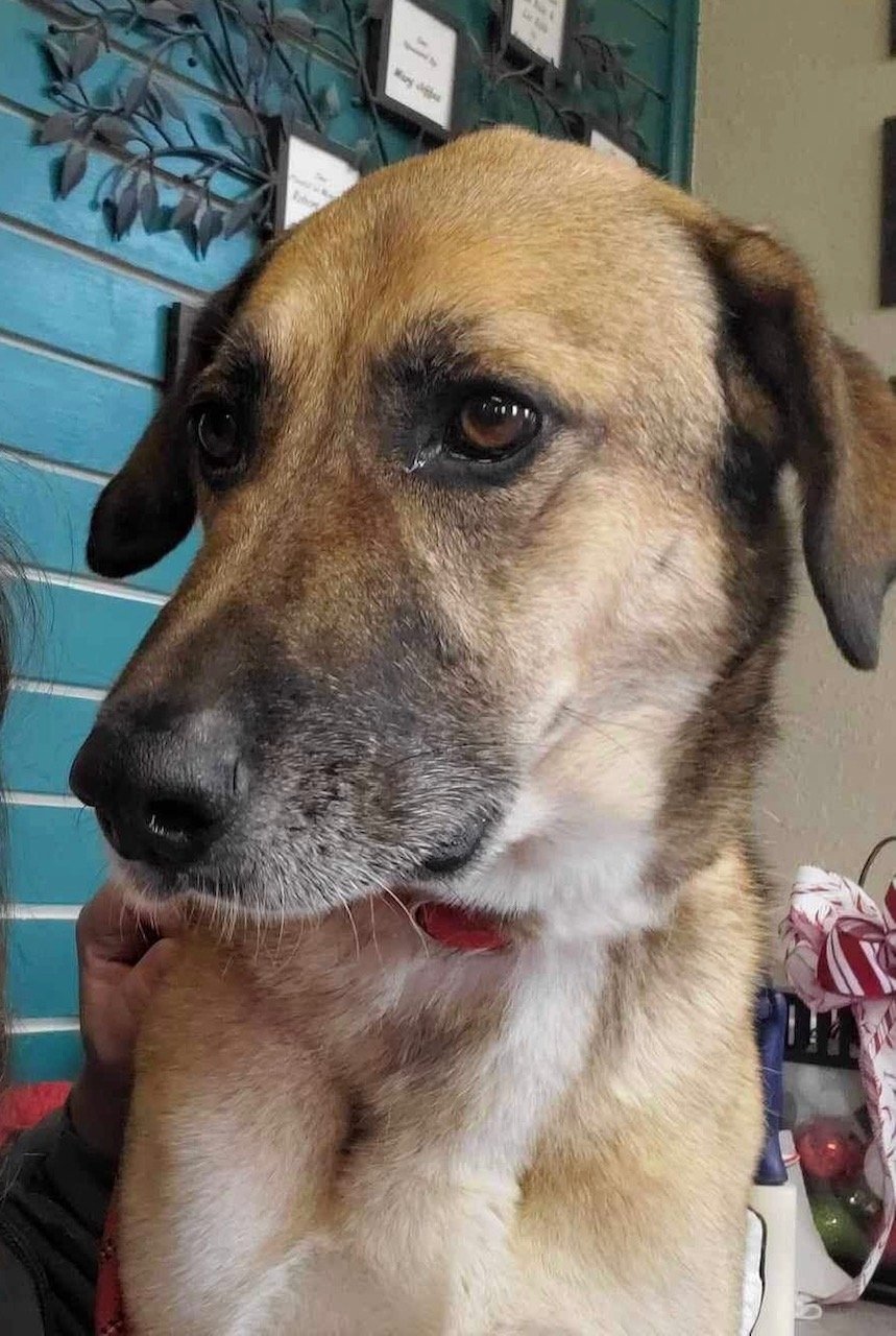 adoptable Dog in Amarillo, TX named Rosie