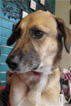 adoptable Dog in amarillo, TX named Rosie