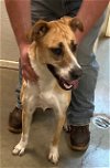 adoptable Dog in amarillo, TX named Punky