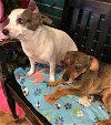 adoptable Dog in  named Layla & Mila