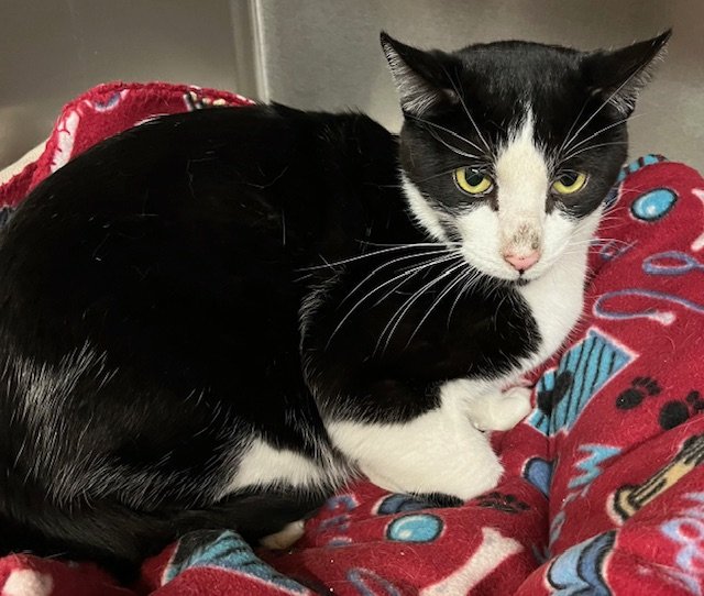 adoptable Cat in Amarillo, TX named Cookie