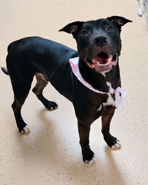 picture of the dog needing adoption