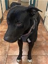 adoptable Dog in amarillo, TX named Mr. Heart