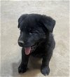 adoptable Dog in amarillo, TX named Hunter