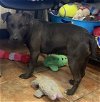 adoptable Dog in amarillo, TX named Ruby