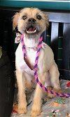 adoptable Dog in amarillo, TX named Roscoe