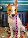 adoptable Dog in amarillo, TX named Freya