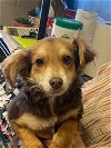 adoptable Dog in amarillo, TX named Levi