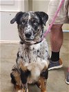 adoptable Dog in amarillo, TX named Nero