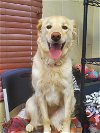 adoptable Dog in amarillo, TX named Scout