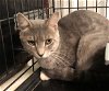 adoptable Cat in amarillo, TX named Jacob
