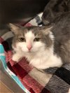 adoptable Cat in  named GT