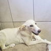 adoptable Dog in Amarillo, TX named Bianca