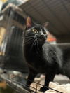 adoptable Cat in Amarillo, TX named Onyx