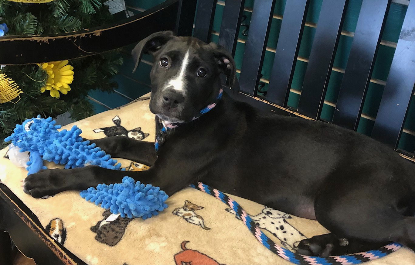 adoptable Dog in Amarillo, TX named Ellie