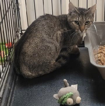 adoptable Cat in Amarillo, TX named Nala