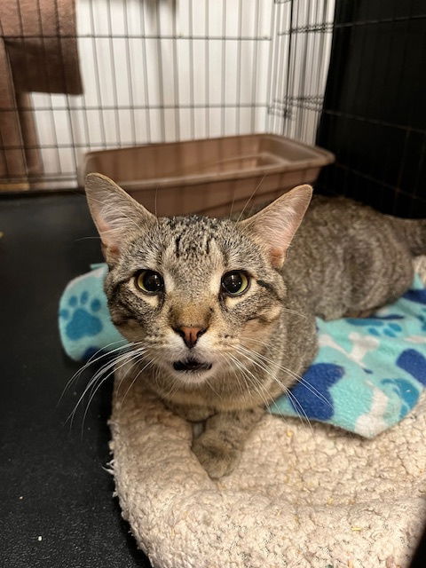 adoptable Cat in Amarillo, TX named Stoffie