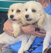 adoptable Dog in  named Andy & Bax