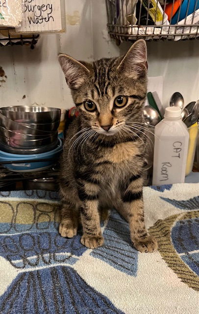 adoptable Cat in Amarillo, TX named Leo