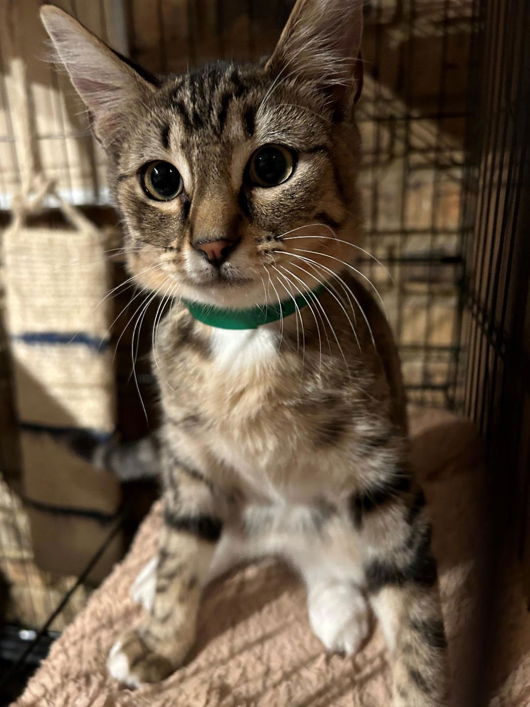 adoptable Cat in Amarillo, TX named Audrey