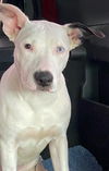 adoptable Dog in  named Paige