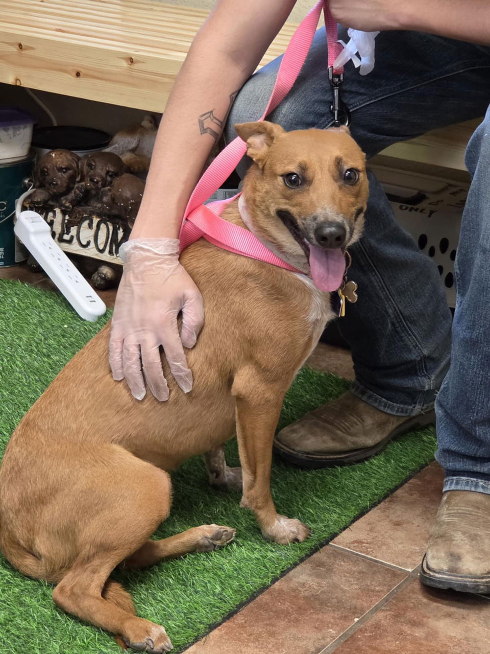 adoptable Dog in Amarillo, TX named Ruby