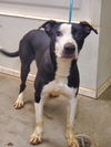 adoptable Dog in  named Simon
