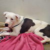 adoptable Dog in  named Miles