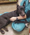 adoptable Dog in  named Jasper