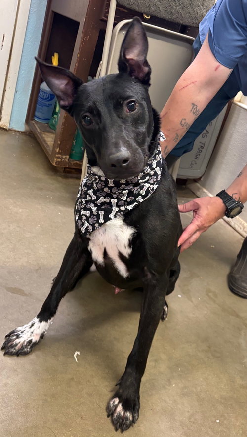 picture of the dog needing adoption